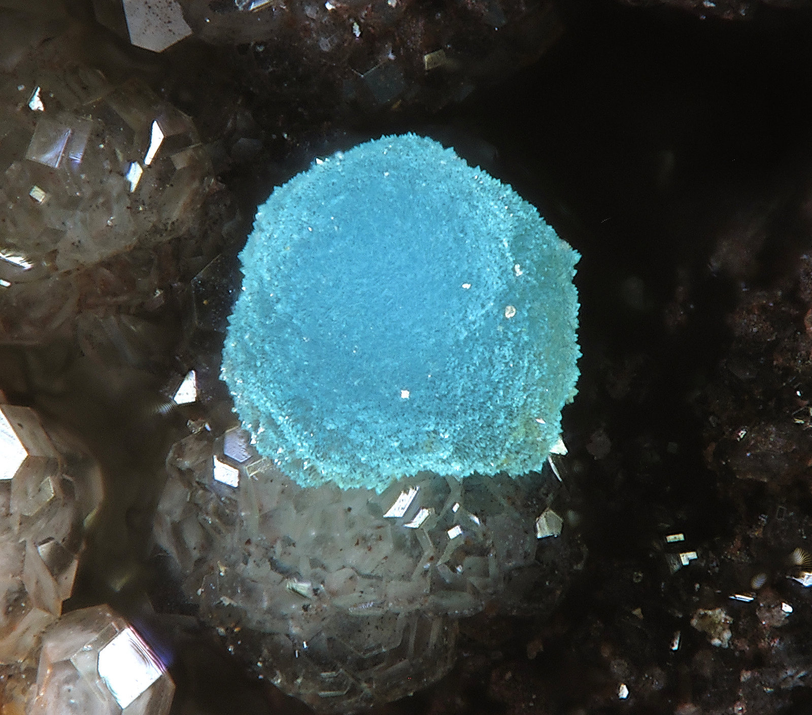 Turquoise
fov 0.5 mm
(Autor: Jordi Fabre)