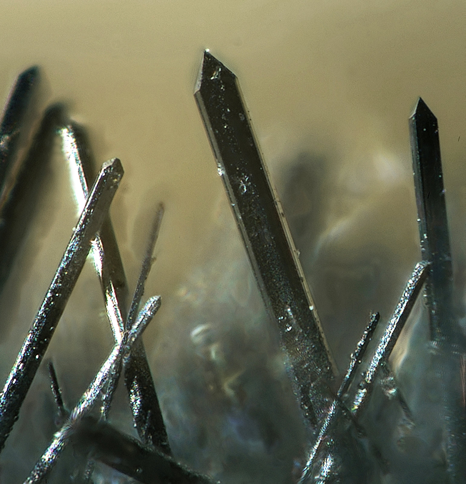 Zinkenite
FOV 0,9 mm
(Autor: Firmo Espinar)