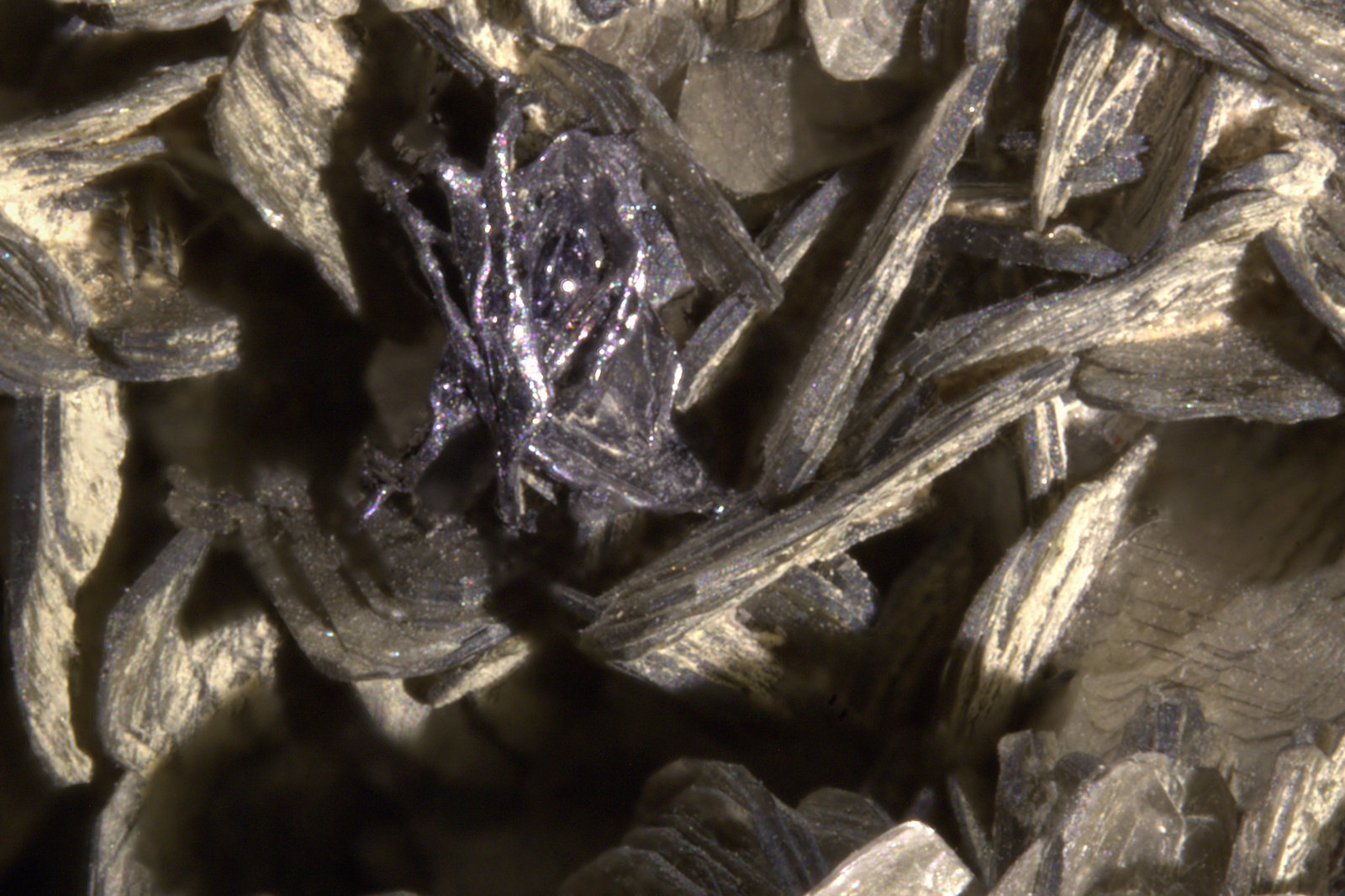 Zinnwaldite and Hematite (variety iron rose)
FOV 12 mm
(Autor: Adrian Pripoae)