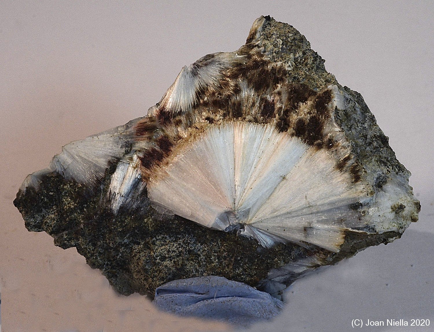 Escolecita
5 x 4 cm
(Autor: Joan Niella)