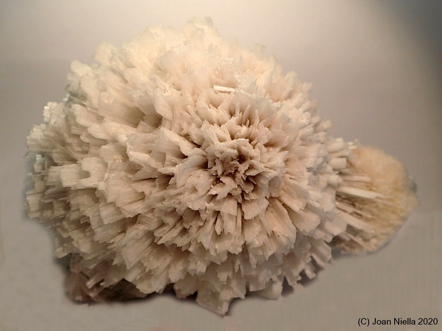 Escolecita
11 x 7 cm
(Autor: Joan Niella)