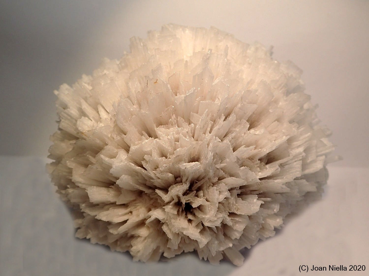 Escolecita
10 x 8 cm
(Autor: Joan Niella)