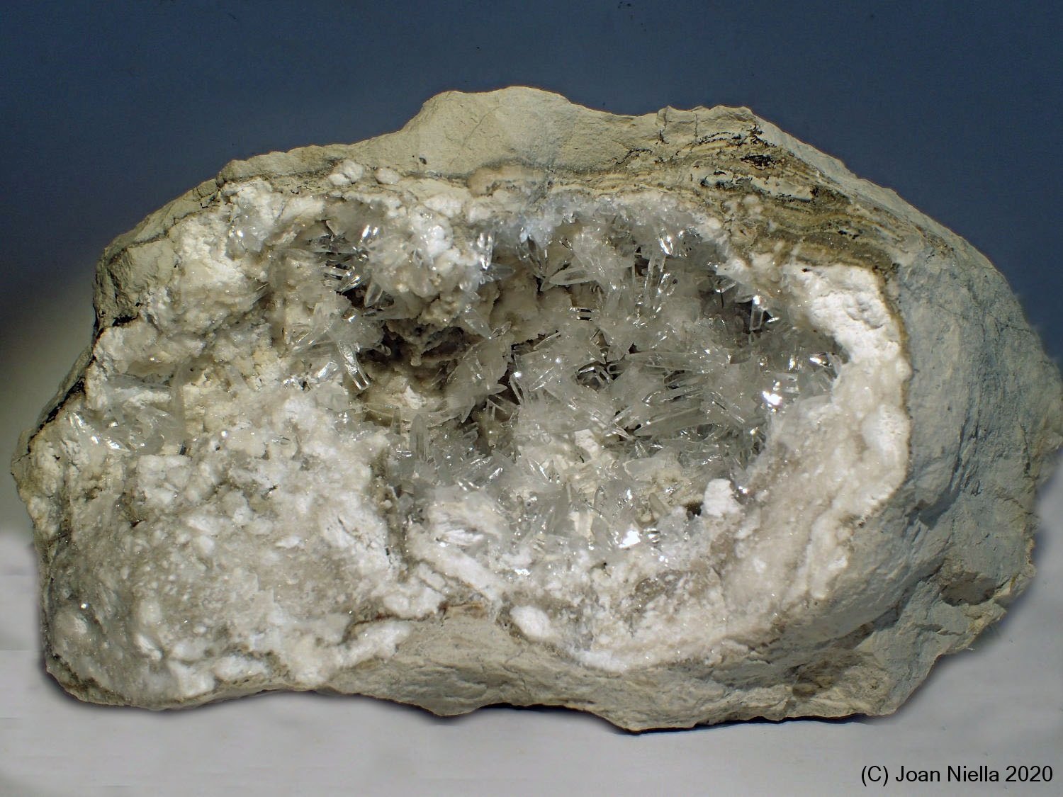 Celestina
13 x 7 cm
(Autor: Joan Niella)