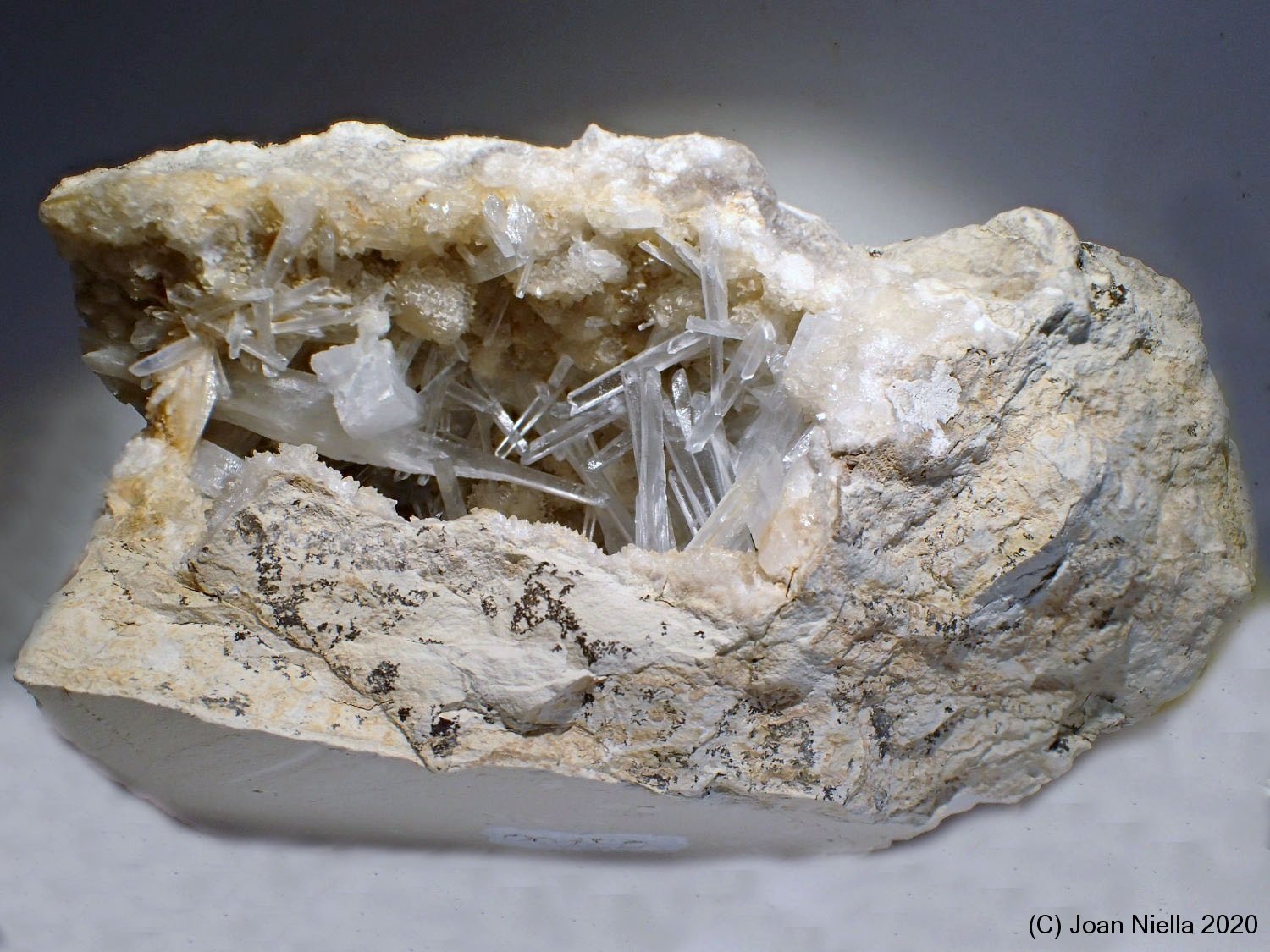 Celestina
10 x 6 cm
(Autor: Joan Niella)