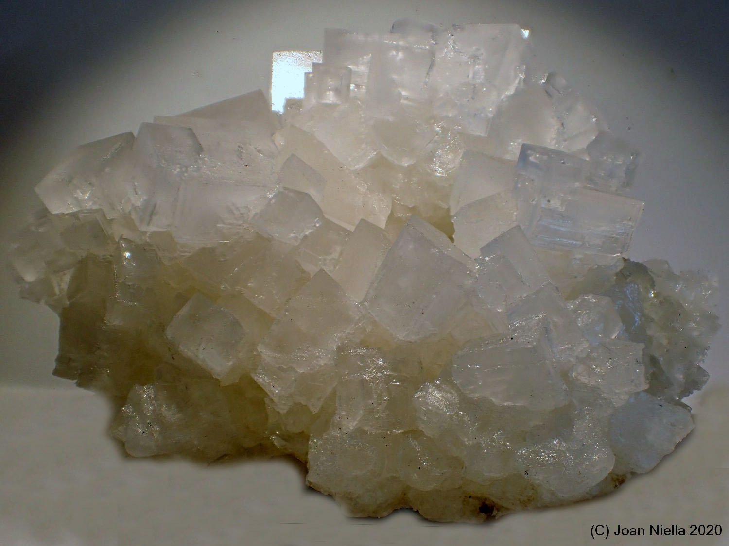 Halita
10 x 7 cm
(Autor: Joan Niella)