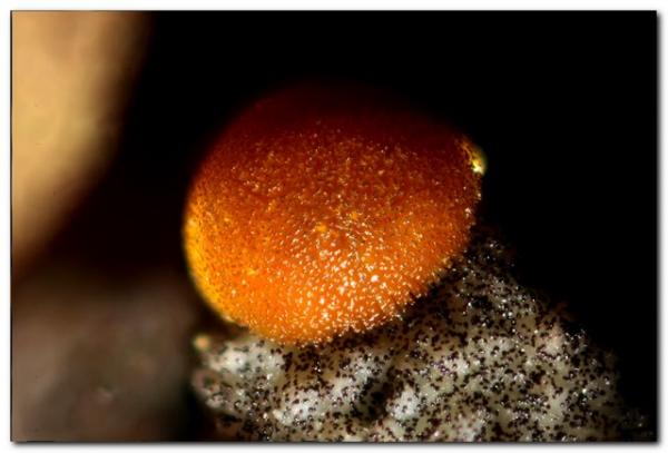 Cacoxenita.
Grupo de 0,5 mm.
(Autor: Rafa Muñoz(mineralvarado))