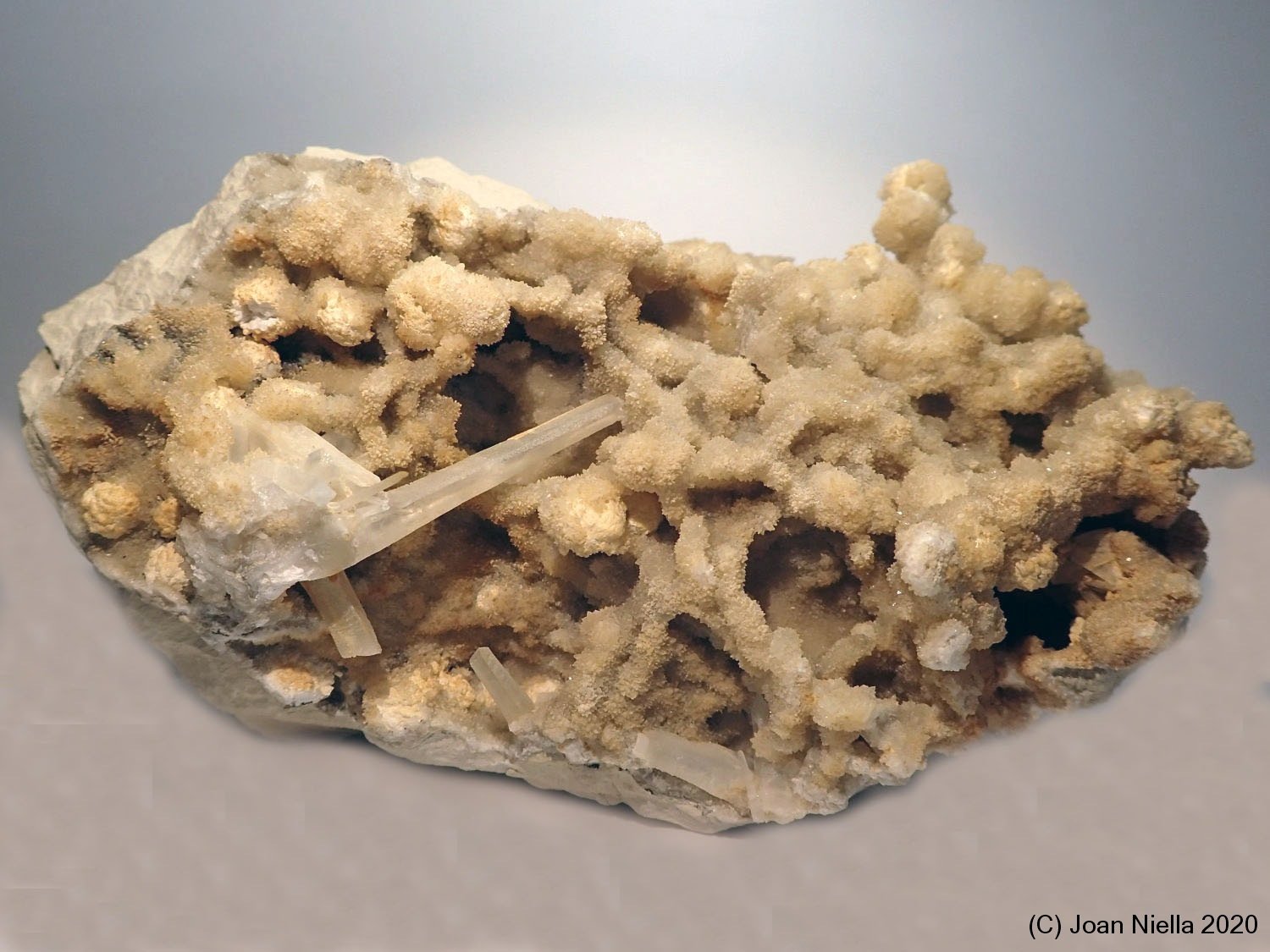 Celestina
5 x 6 cm
(Autor: Joan Niella)