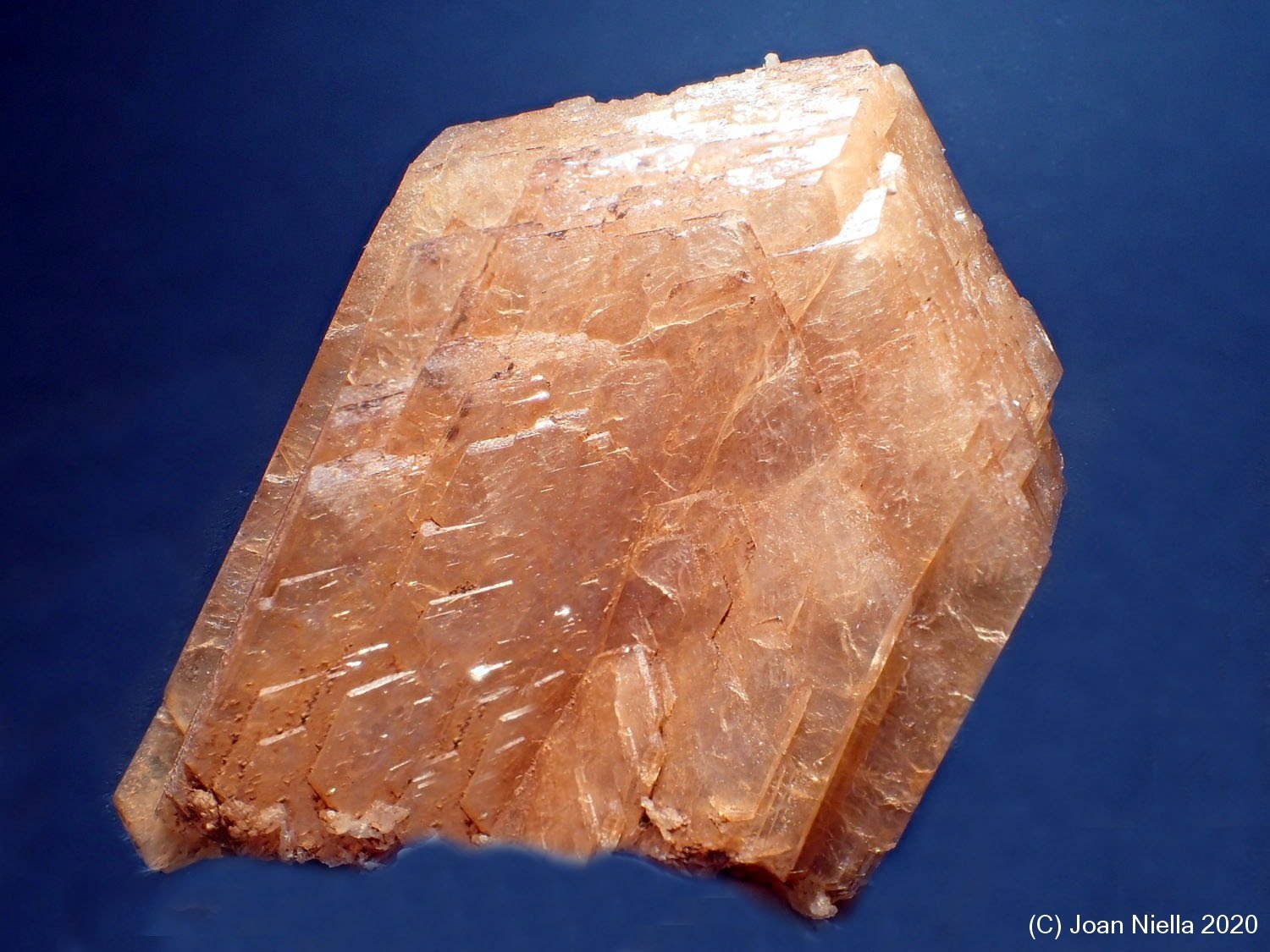 Stellerita
45 x 33 mm
(Autor: Joan Niella)