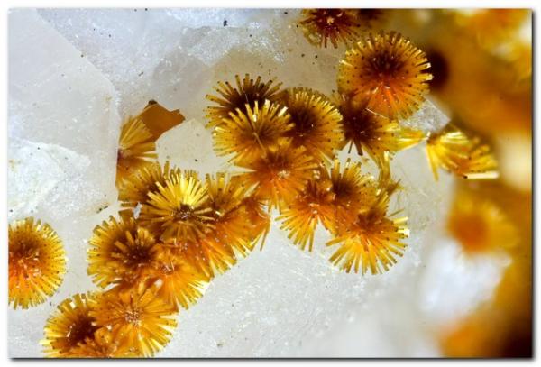 Cacoxenita
Encuadre 4 mm.
(Autor: Rafa Muñoz(mineralvarado))