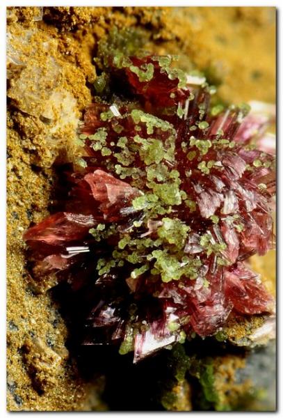 Eritrina y conicalcita
Grupo de cristales de 3 mm.
(Autor: Rafa Muñoz(mineralvarado))