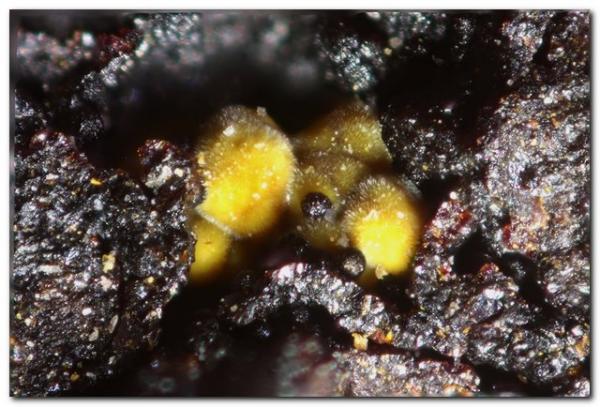 Cobaltarthurita
Grupo 1 mm.
(Autor: Rafa Muñoz(mineralvarado))