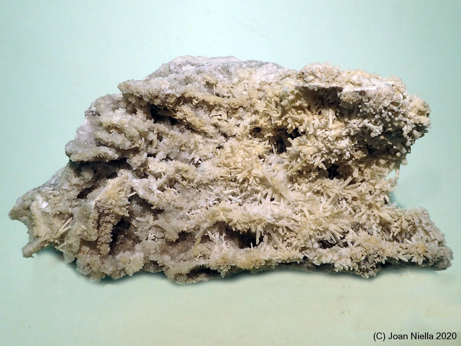 Celestina
11 x 6 cm
(Autor: Joan Niella)