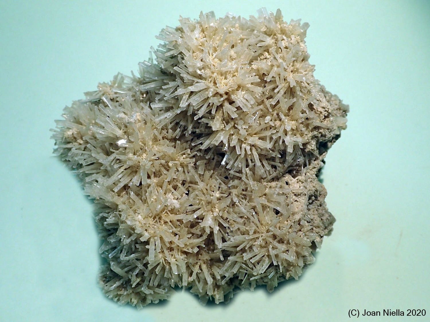 Yeso
8 x 10 cm
(Autor: Joan Niella)