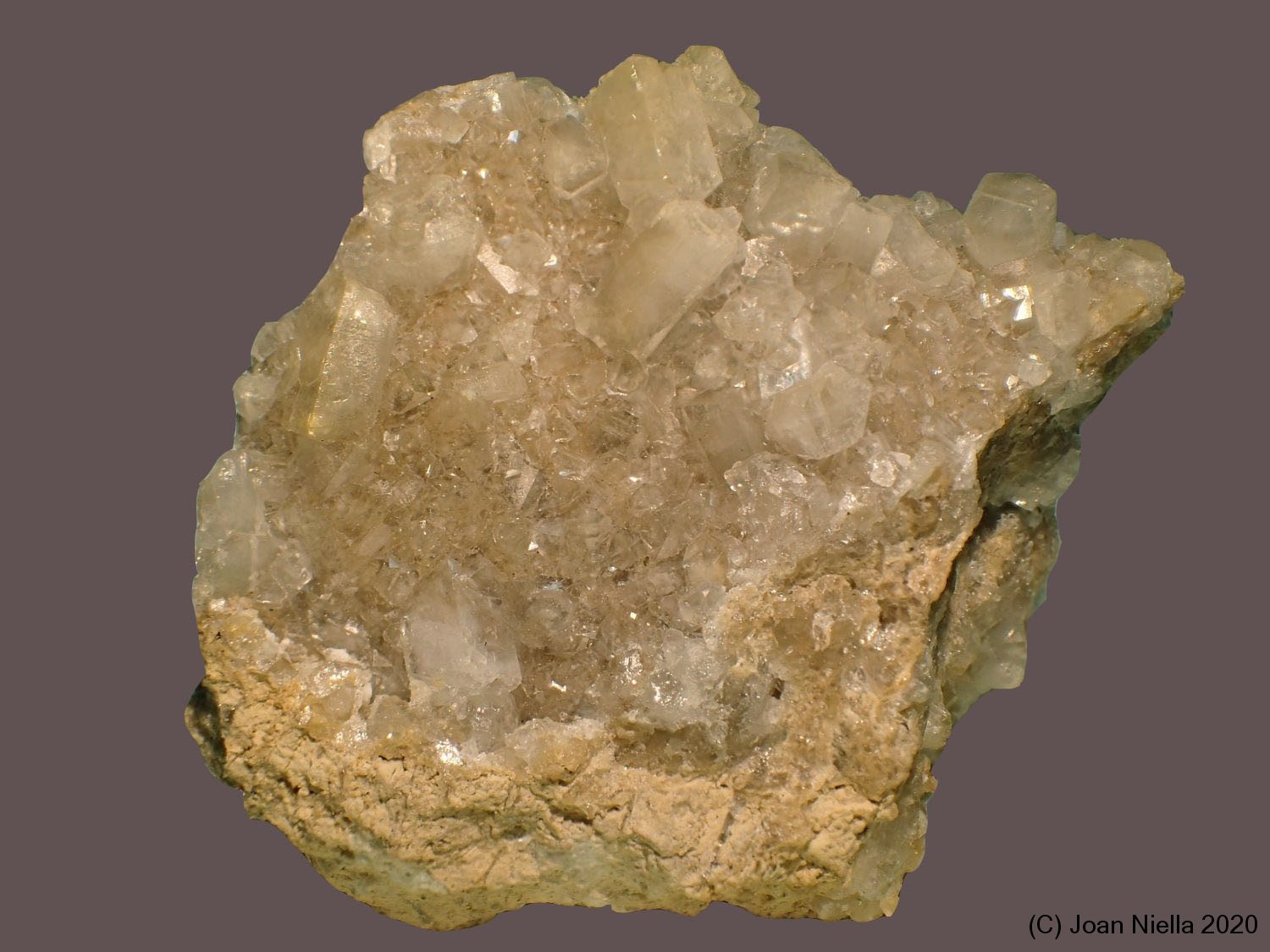 Celestina
9 x 7 cm
(Autor: Joan Niella)