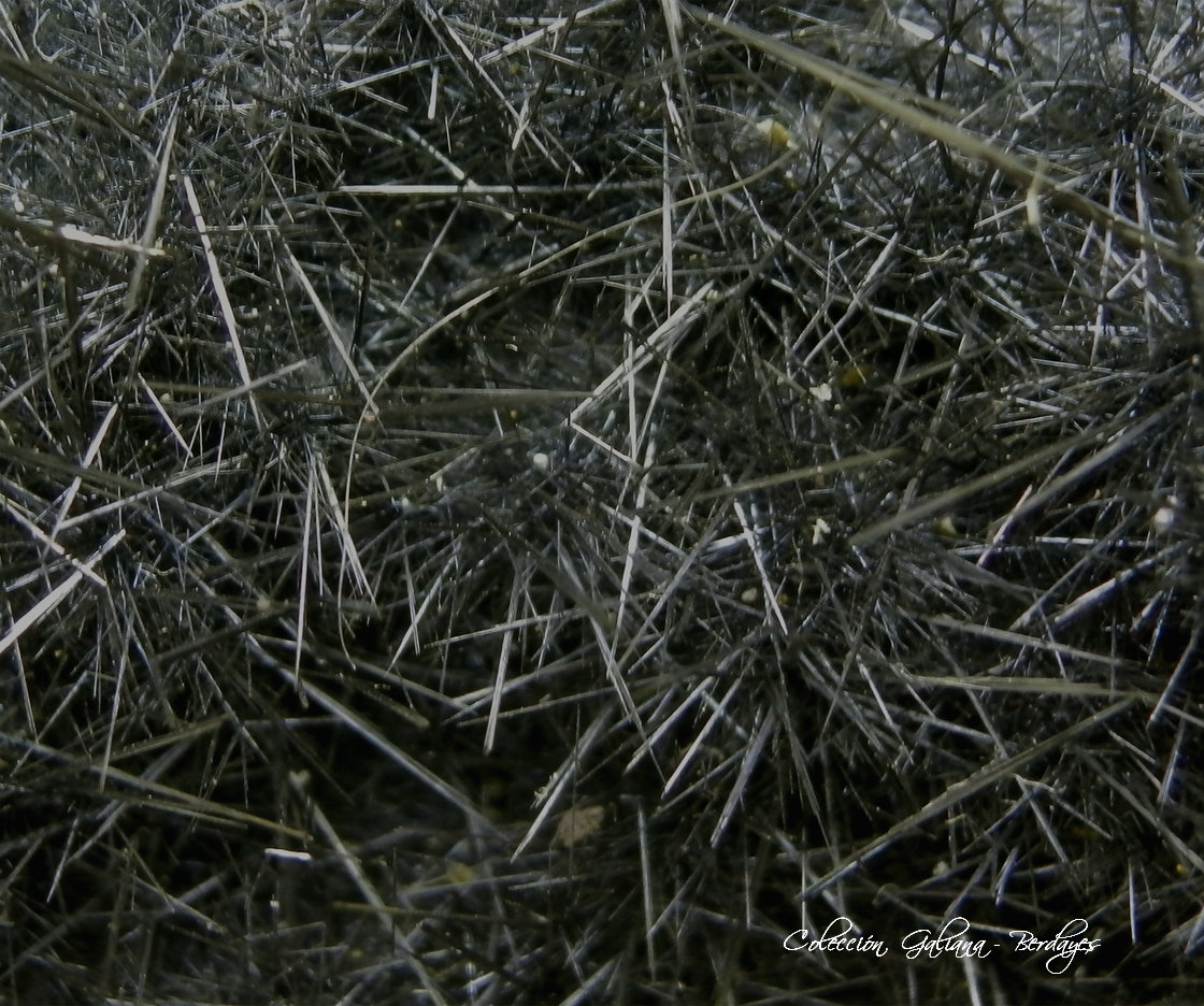 Pirolusita
Encuadre de la fotografía 10 mm.
(Autor: Rafael Galiana)