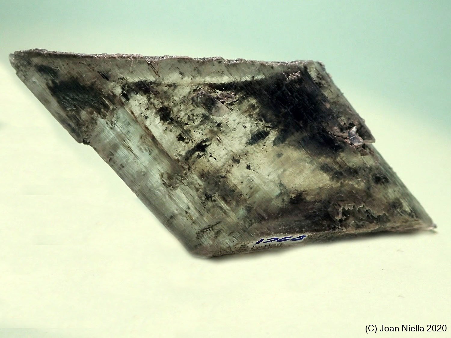 Yeso
50 x 30 mm
(Autor: Joan Niella)