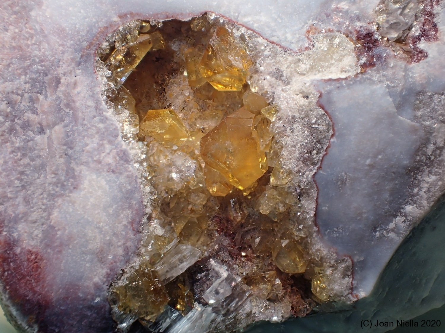 Celestina
3 x 4 cm
(Autor: Joan Niella)