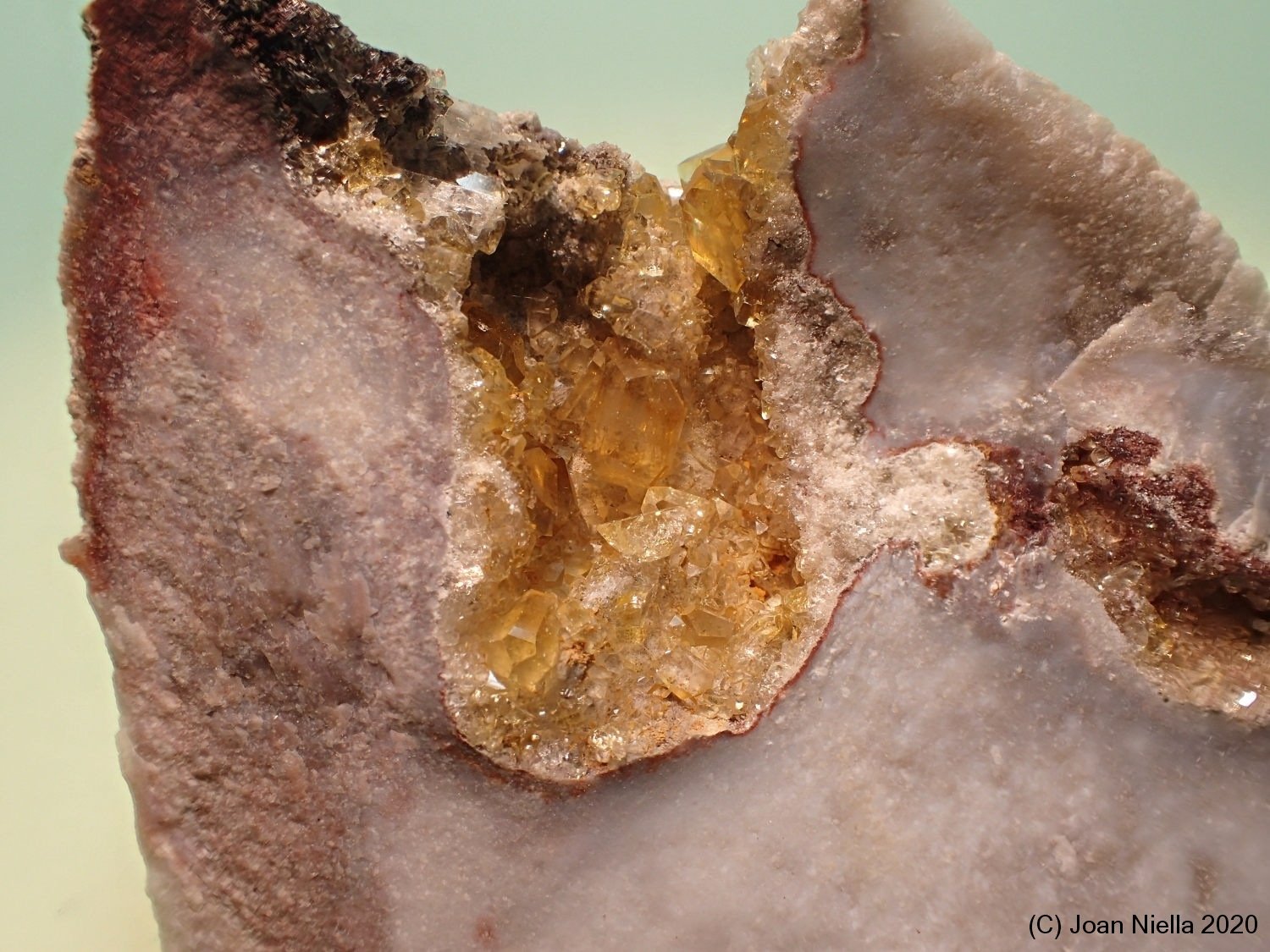 Celestina
4 x 3 cm
(Autor: Joan Niella)
