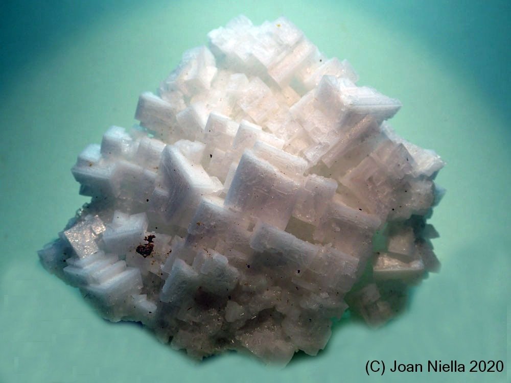 Halita
8 x 7 cm
(Autor: Joan Niella)
