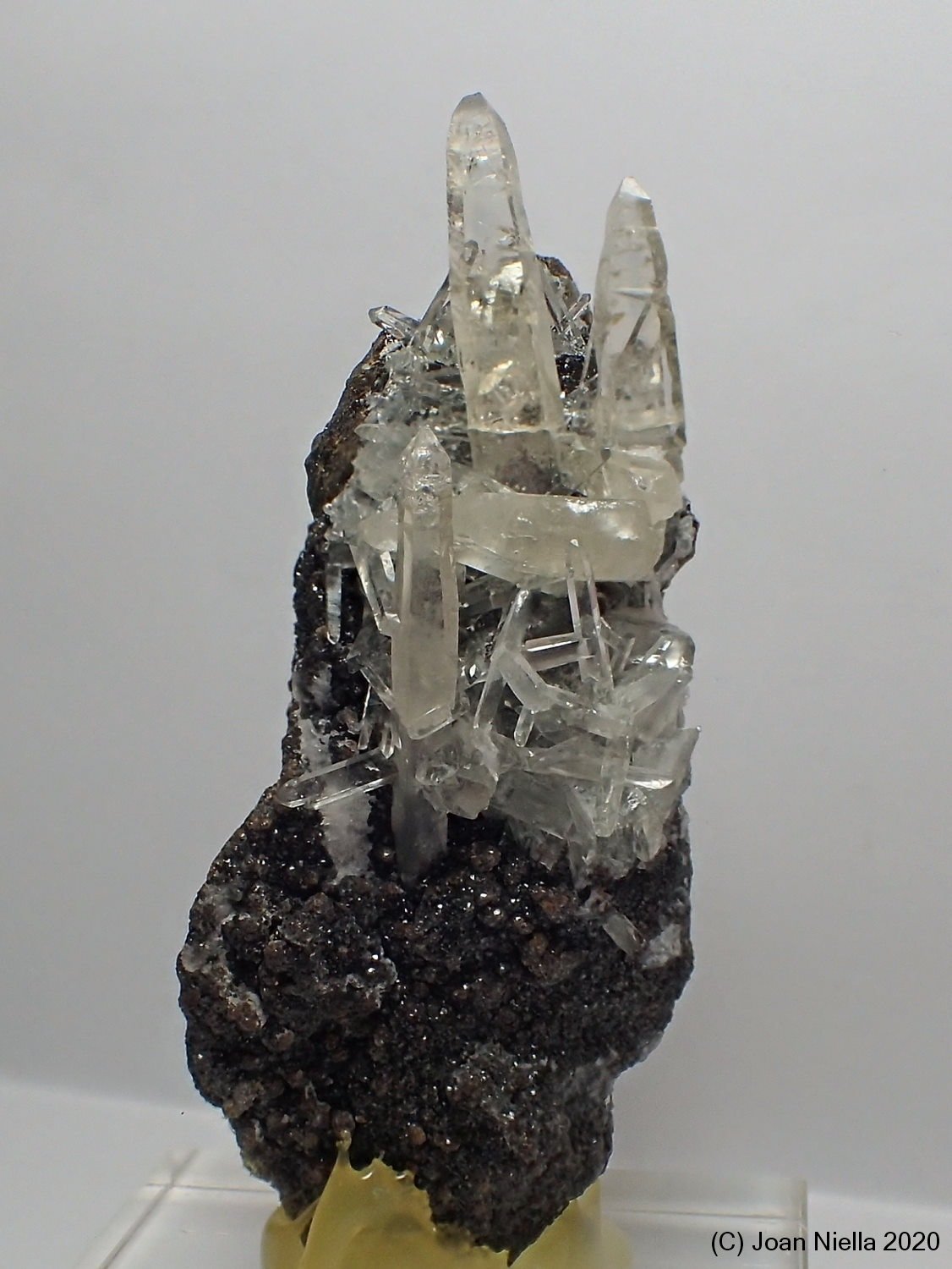 Celestina
60 x 25 mm
(Autor: Joan Niella)
