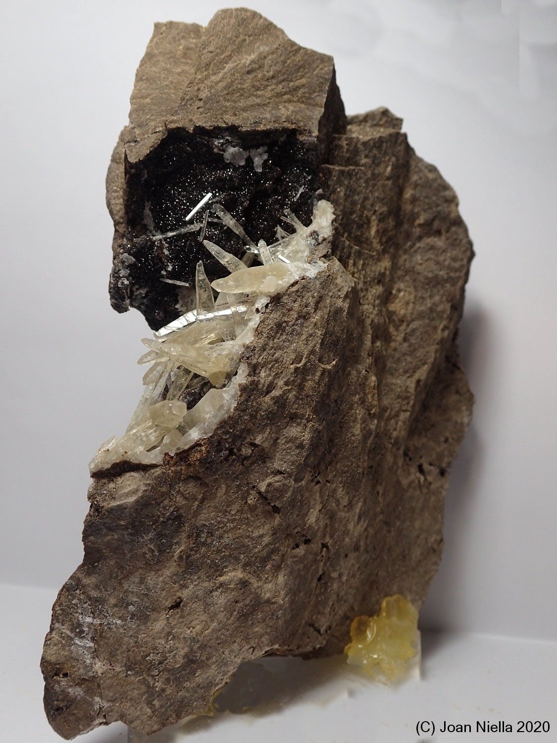 Celestina
13 x 4 cm
(Autor: Joan Niella)