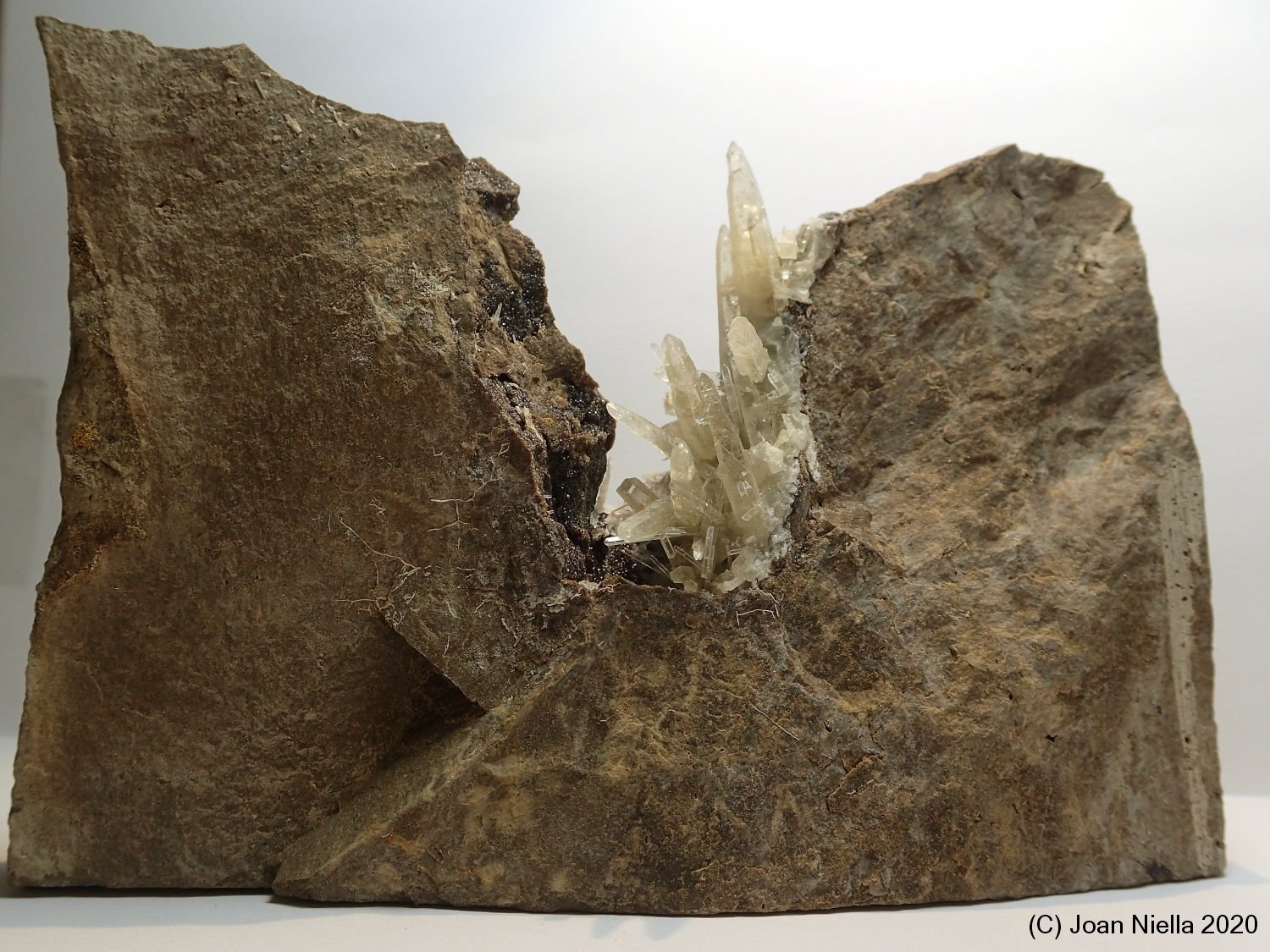 Celestina
12 x 8 cm
(Autor: Joan Niella)