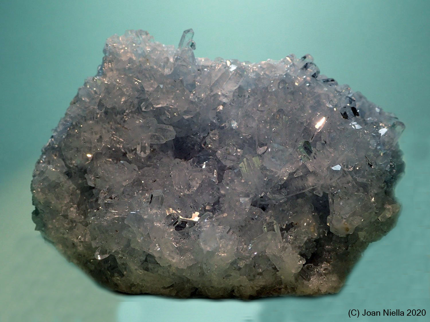 Celestina
80x50 mm
(Autor: Joan Niella)