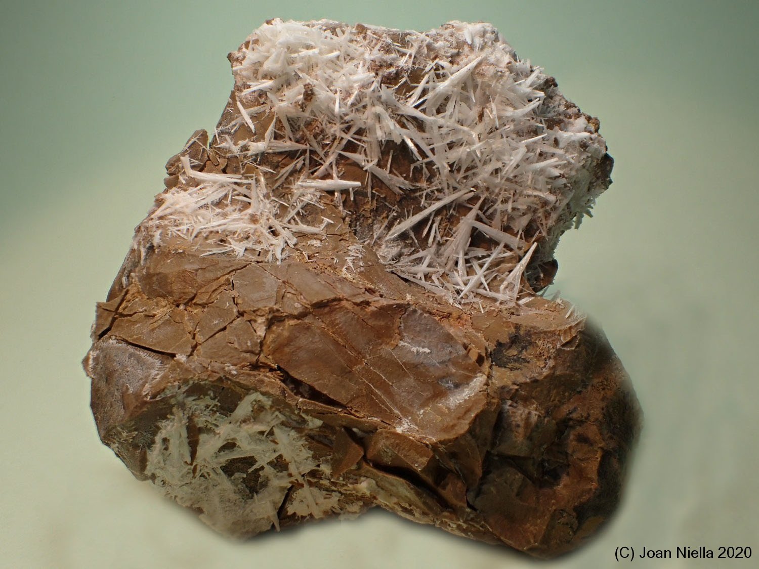 Celestina
65 x 65 mm
(Autor: Joan Niella)