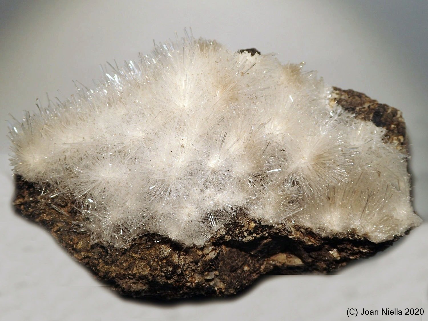 Yeso
9 x 6 cm
(Autor: Joan Niella)