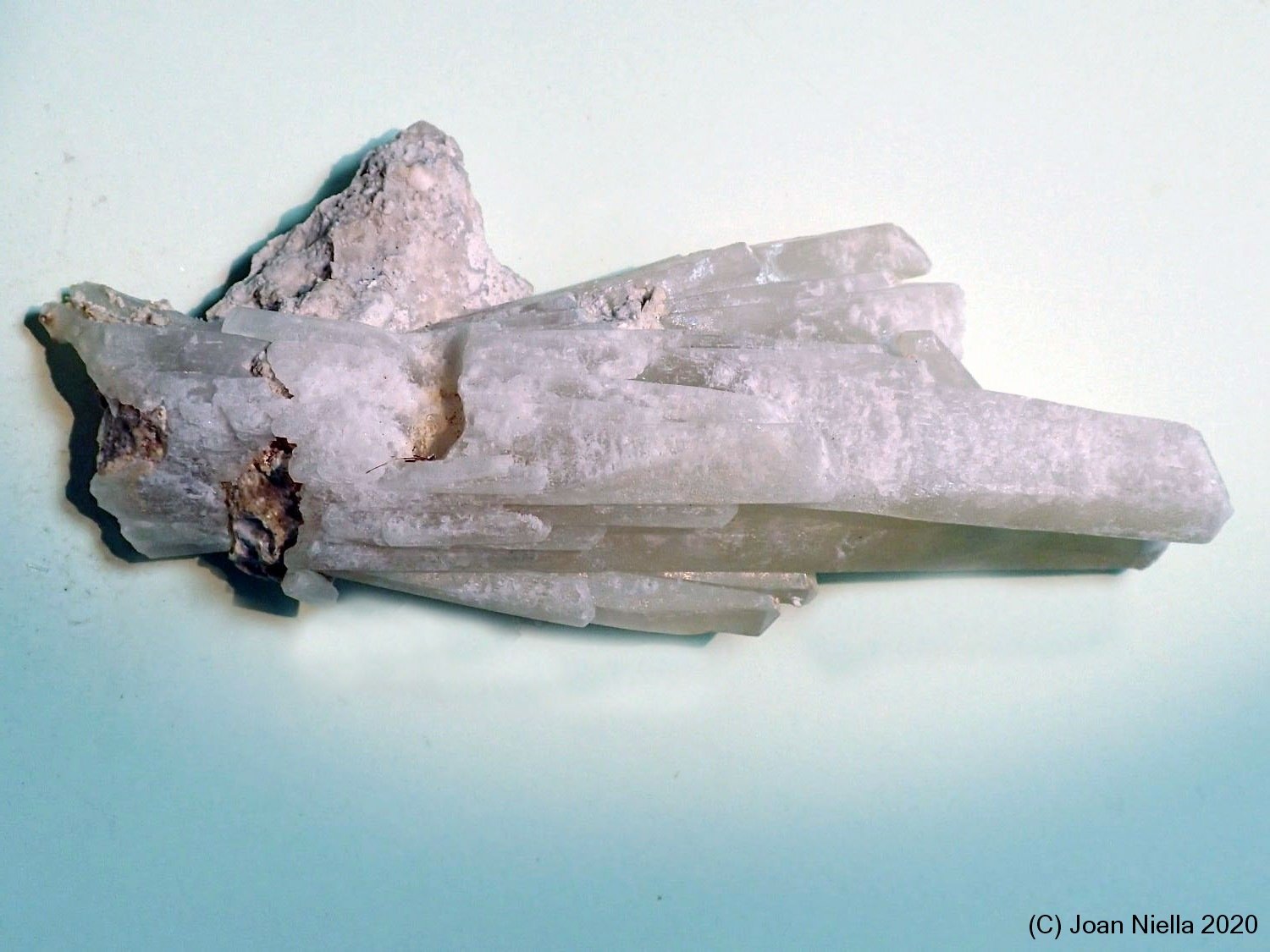 Celestina
115x45 mm
(Autor: Joan Niella)
