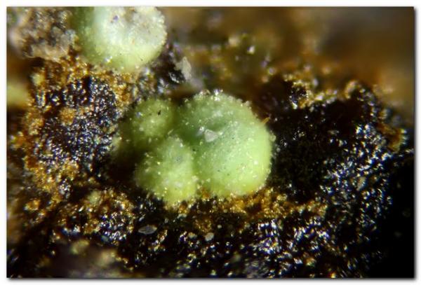 Barahonaita-(Fe
Grupo central de 0,4 mm.
(Autor: Rafa Muñoz(mineralvarado))