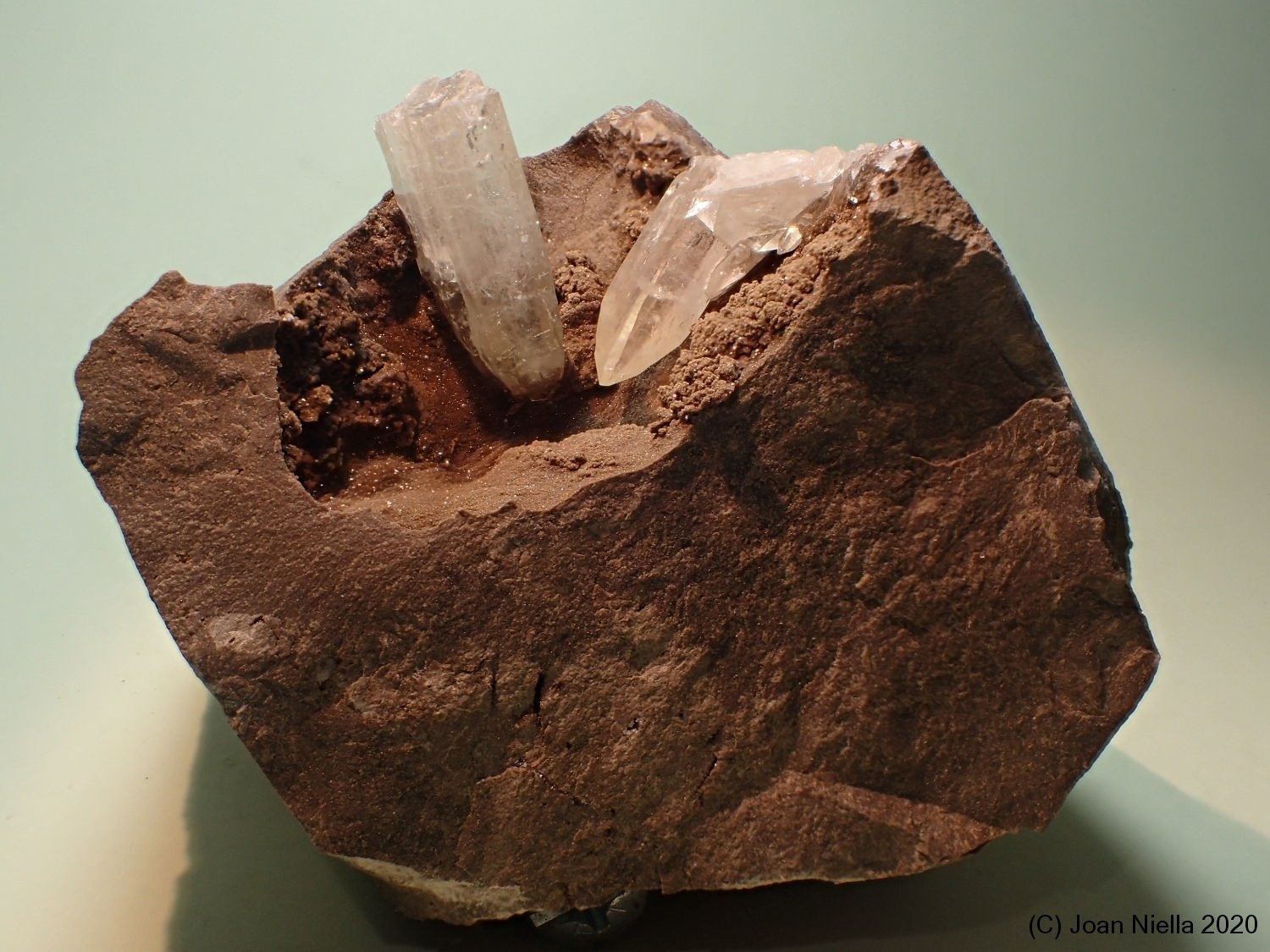Celestina
7 x 6 cm
(Autor: Joan Niella)