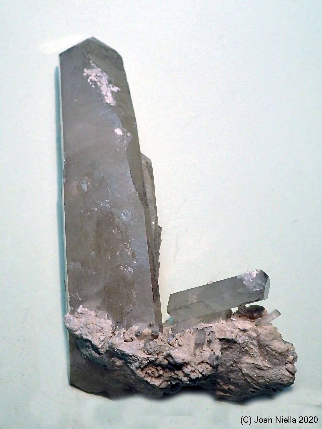 Celestina
65x15 mm
(Autor: Joan Niella)