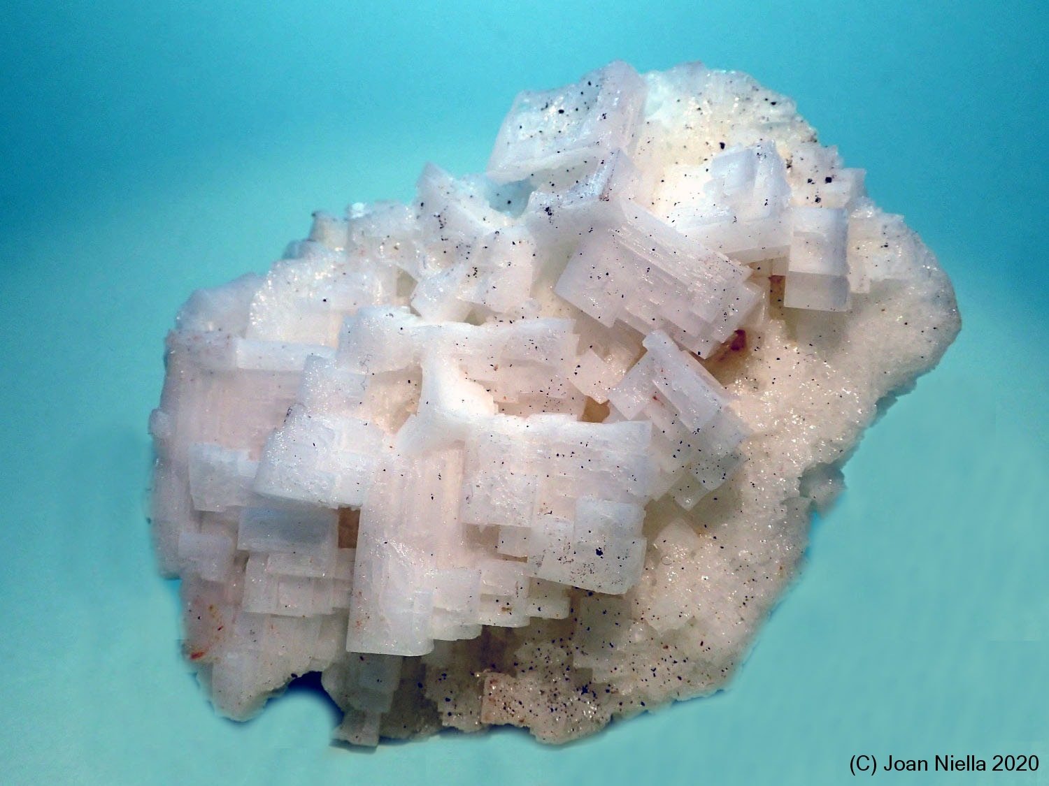 Halita
80x60 mm
(Autor: Joan Niella)
