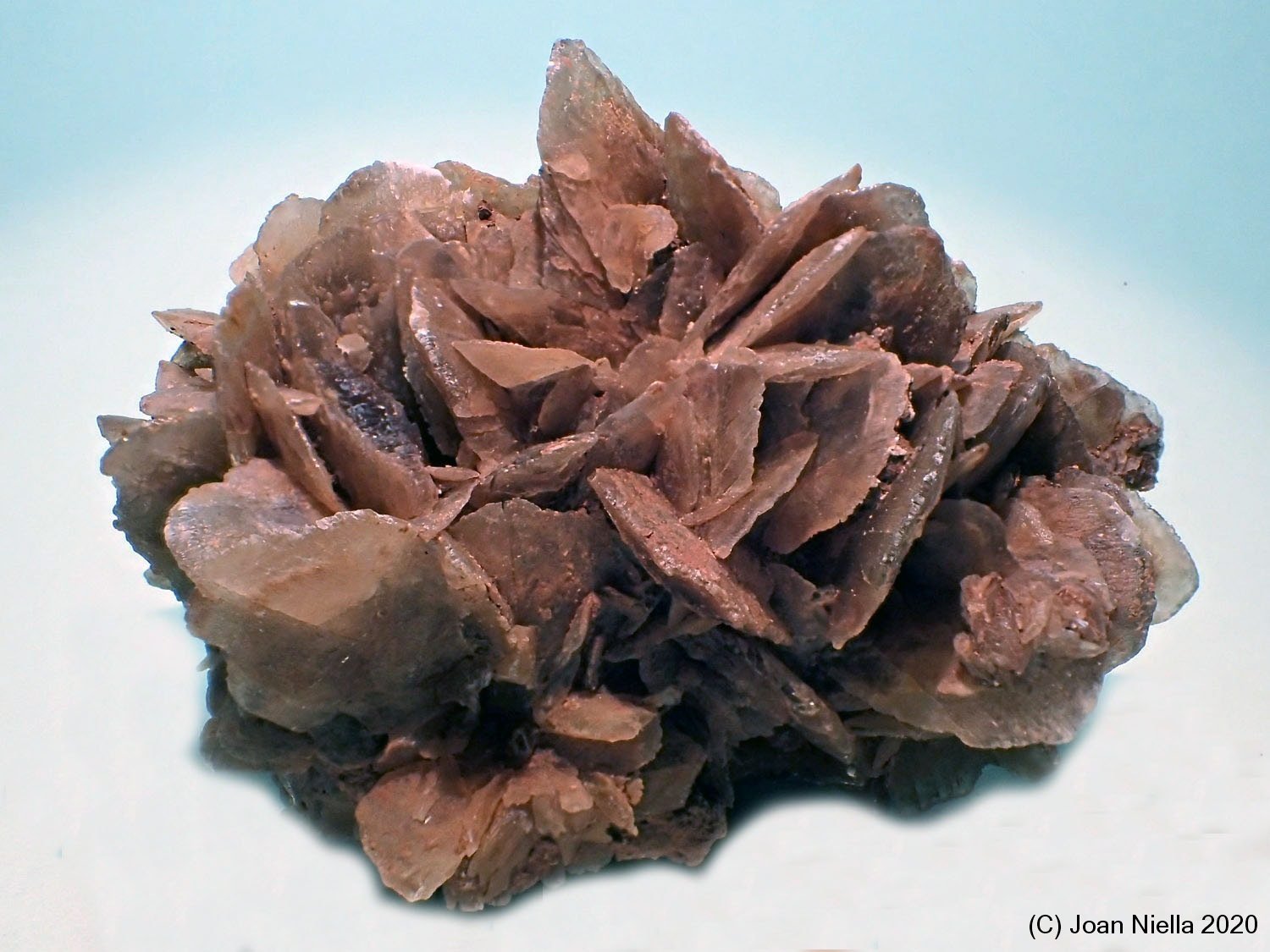 Yeso
70x55 mm
(Autor: Joan Niella)