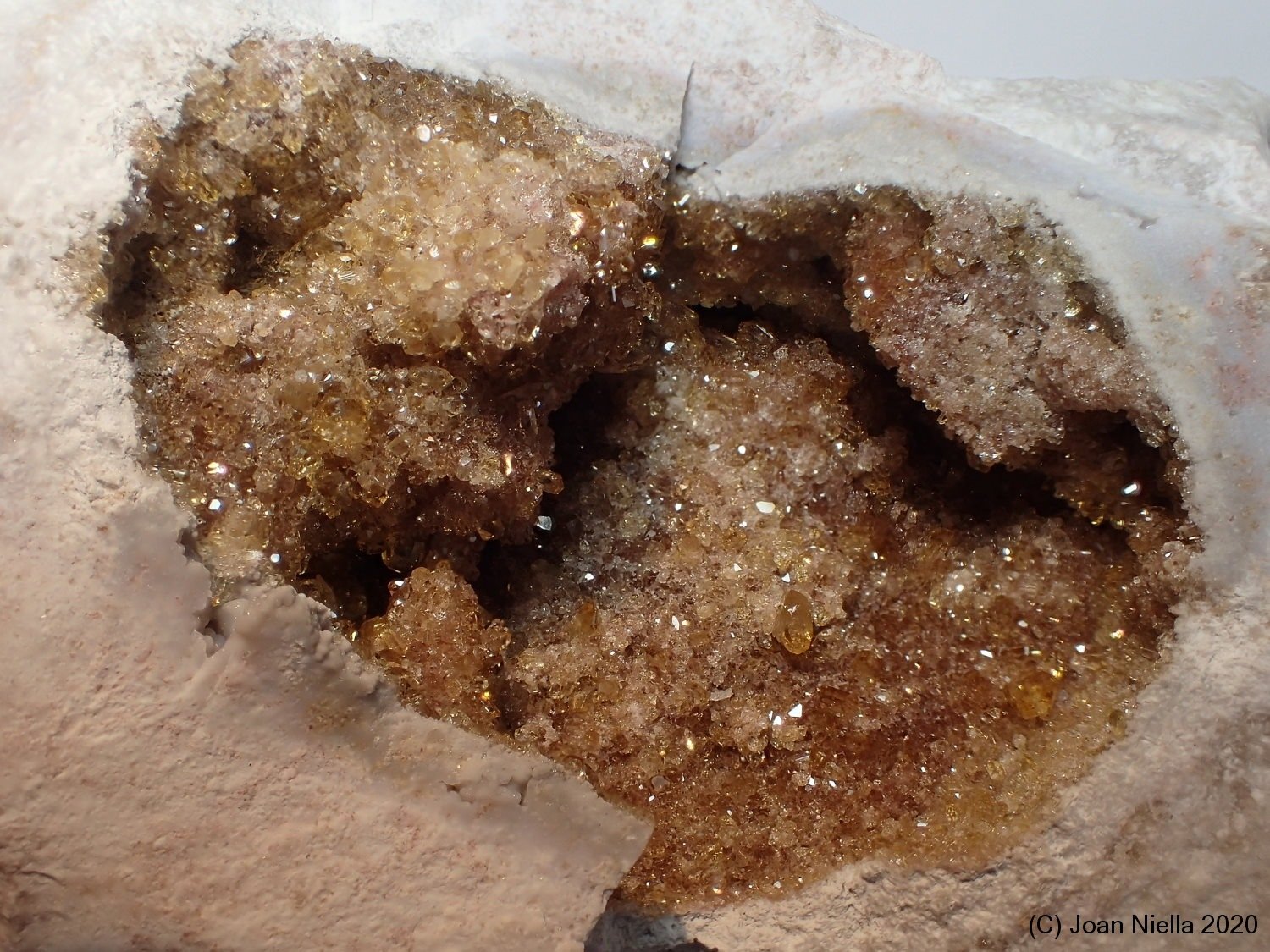 Celestina
3 x 4 cm
(Autor: Joan Niella)