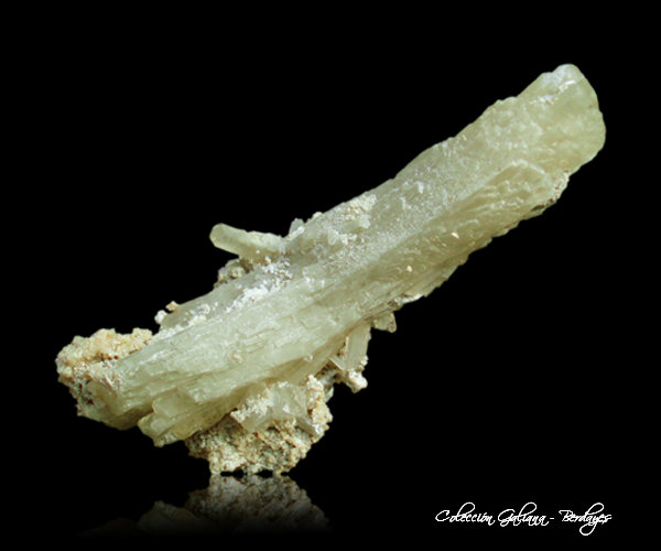 Celestina
115 x 44 x 45 mm.
(Autor: Rafael Galiana)