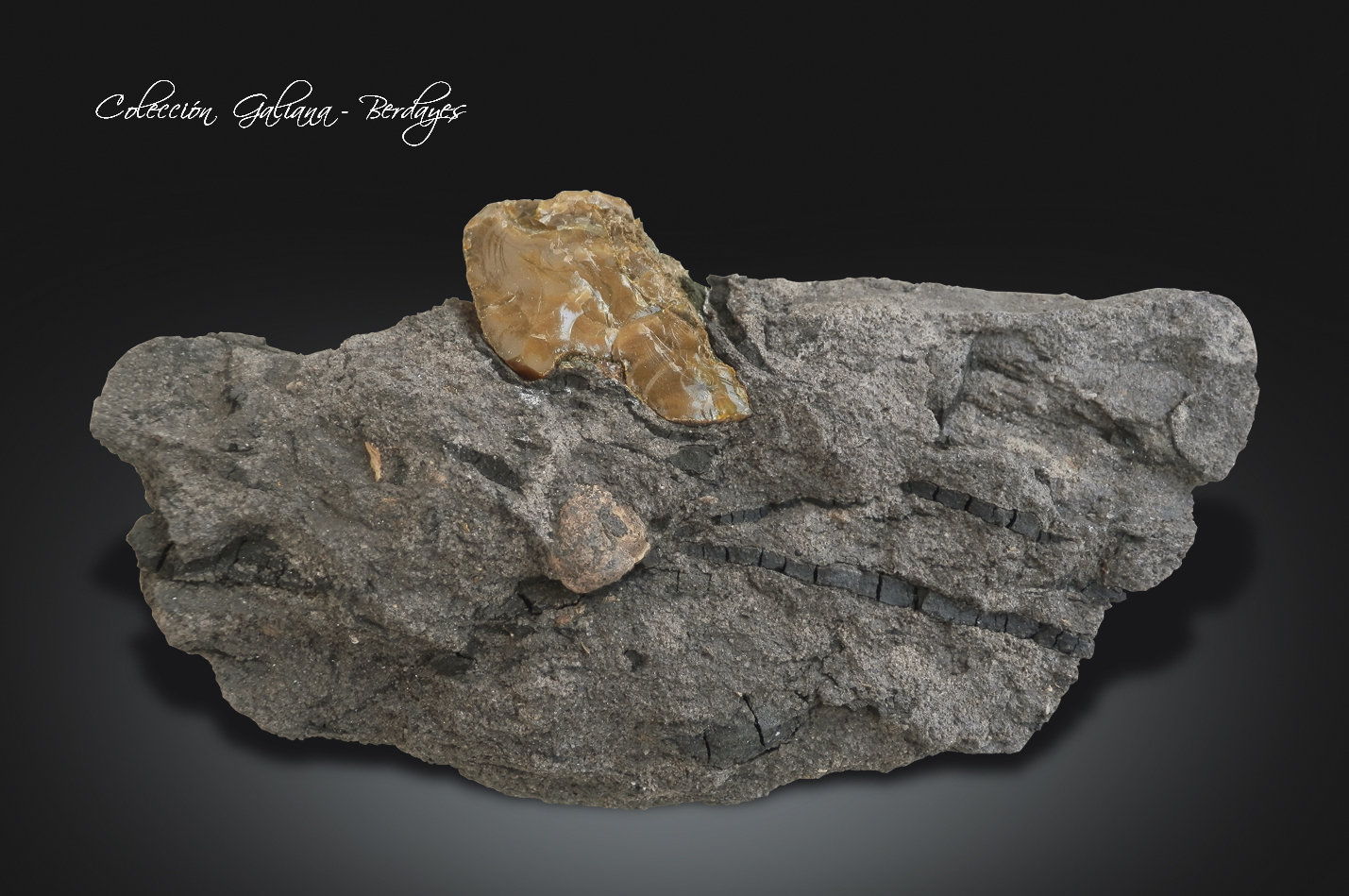 Ambar
88 x 45 x 15 mm.
(Autor: Rafael Galiana)