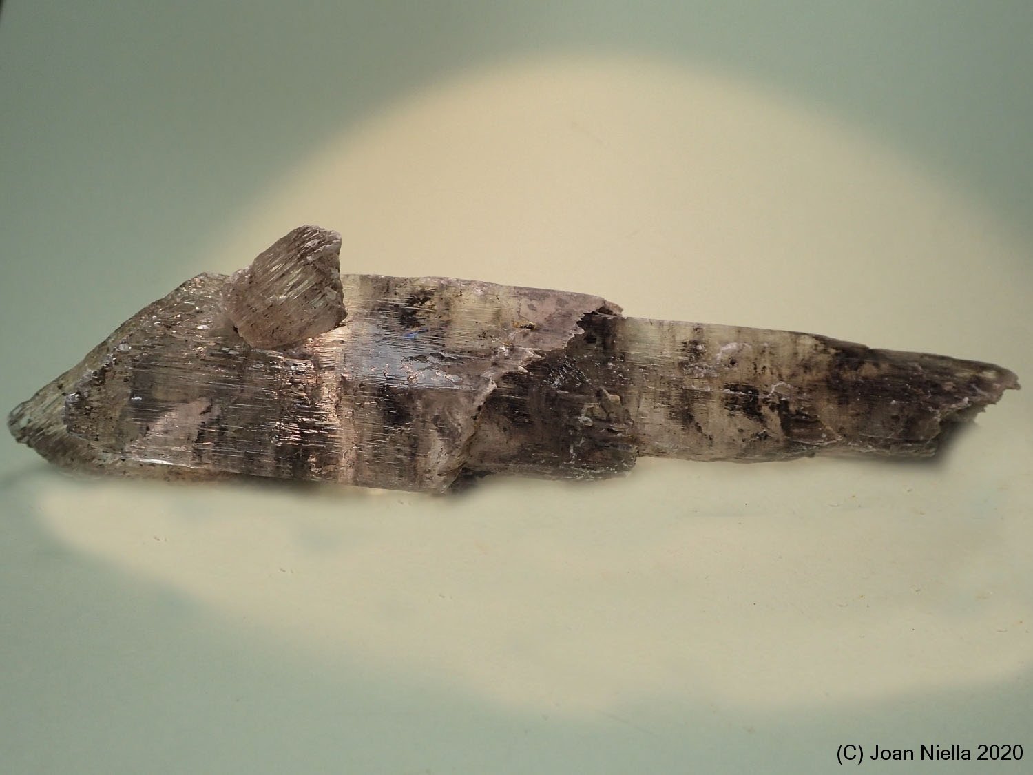 Yeso
145 x 40 mm
(Autor: Joan Niella)
