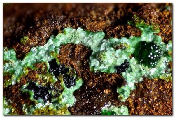 Cornubita y conicalcita
Encuadre 6 mm.
(Autor: Rafa Muñoz(mineralvarado))