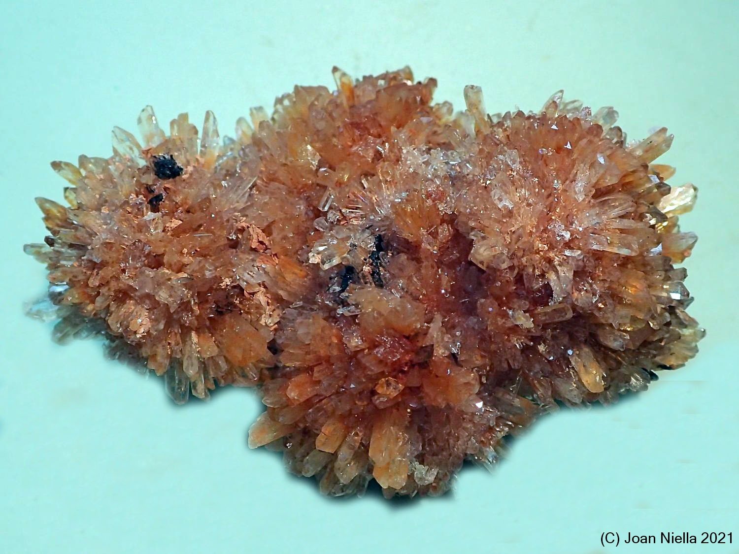 Creedita
65x45 mm
(Autor: Joan Niella)