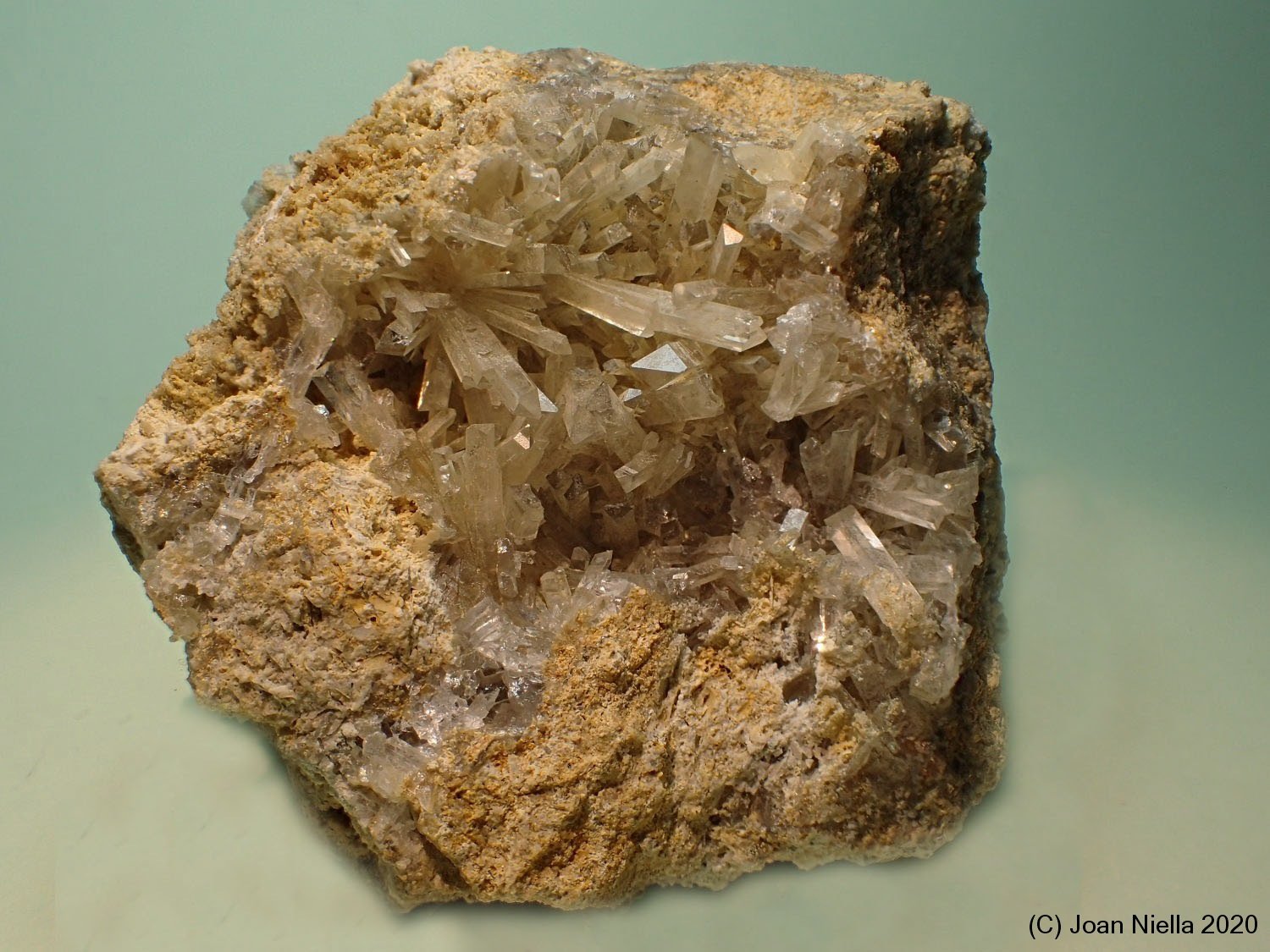 Celestina
65 x 60 mm
(Autor: Joan Niella)