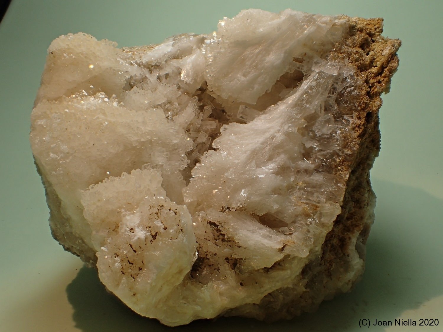 Celestina
7 x 7 cm
(Autor: Joan Niella)