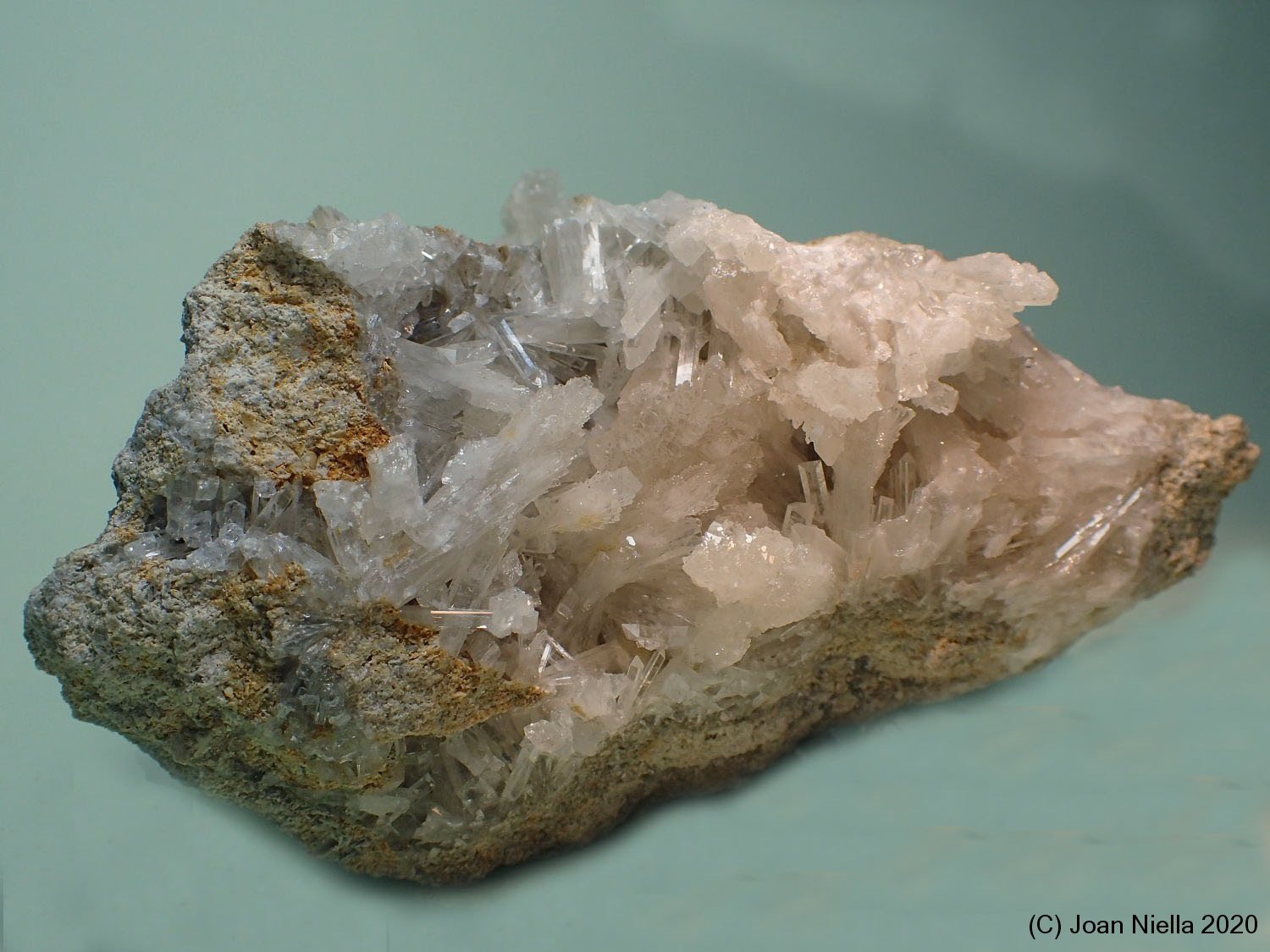 Celestina
11 x 6 cm
(Autor: Joan Niella)