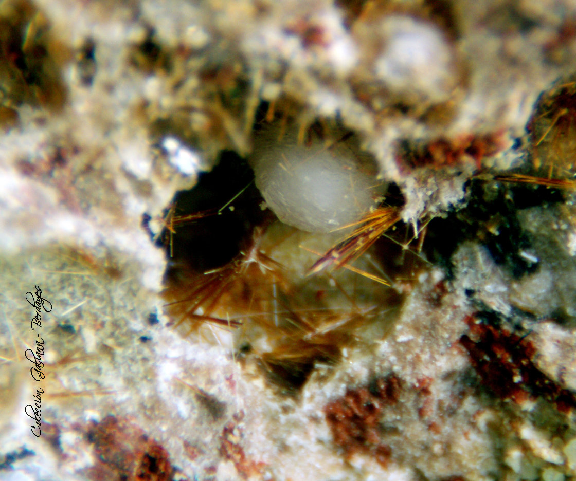 Yuanfuliita
Encuadre de la fotografía 3 mm.
(Autor: Rafael Galiana)