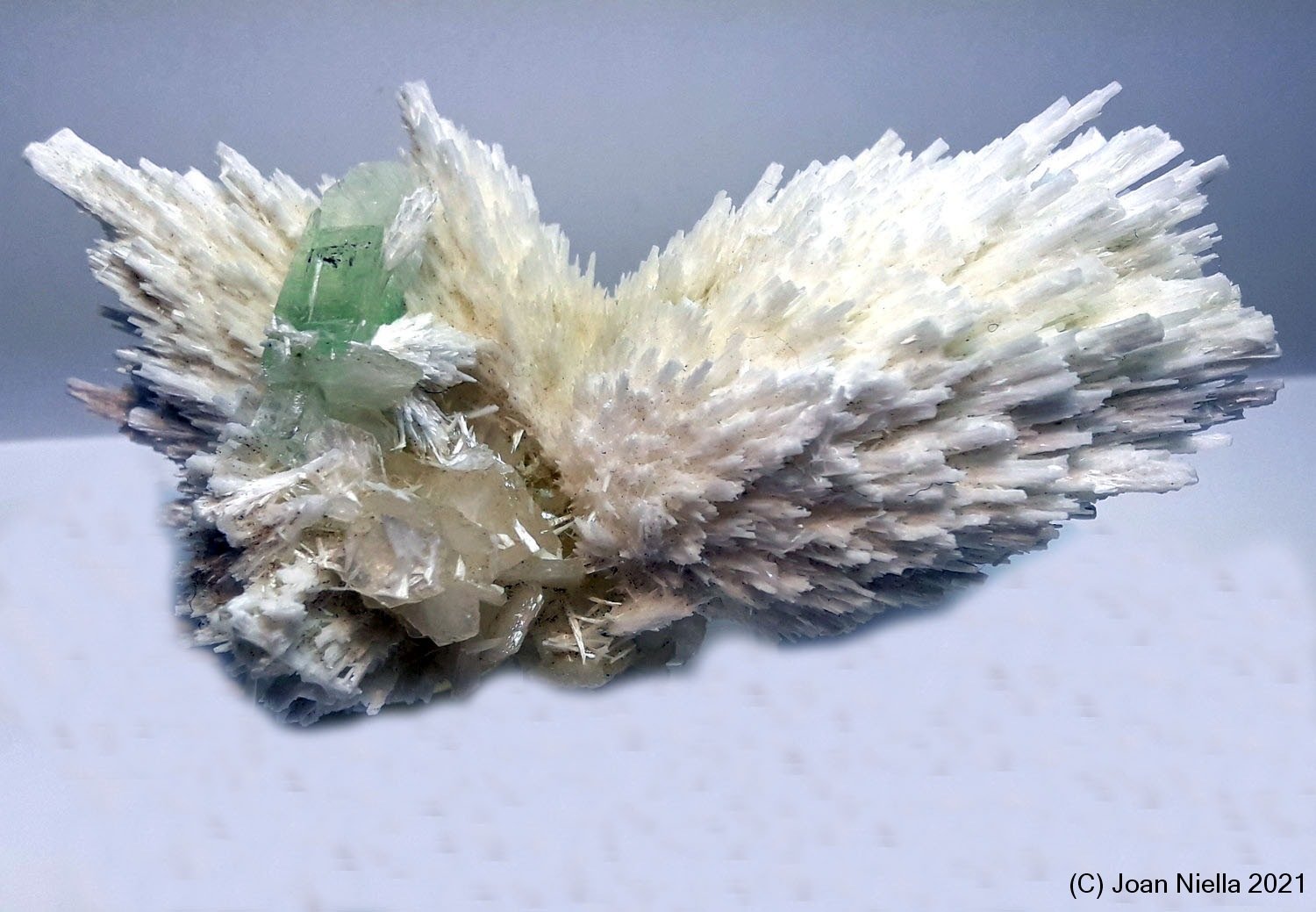 Mesolita
75x45 mm
(Autor: Joan Niella)