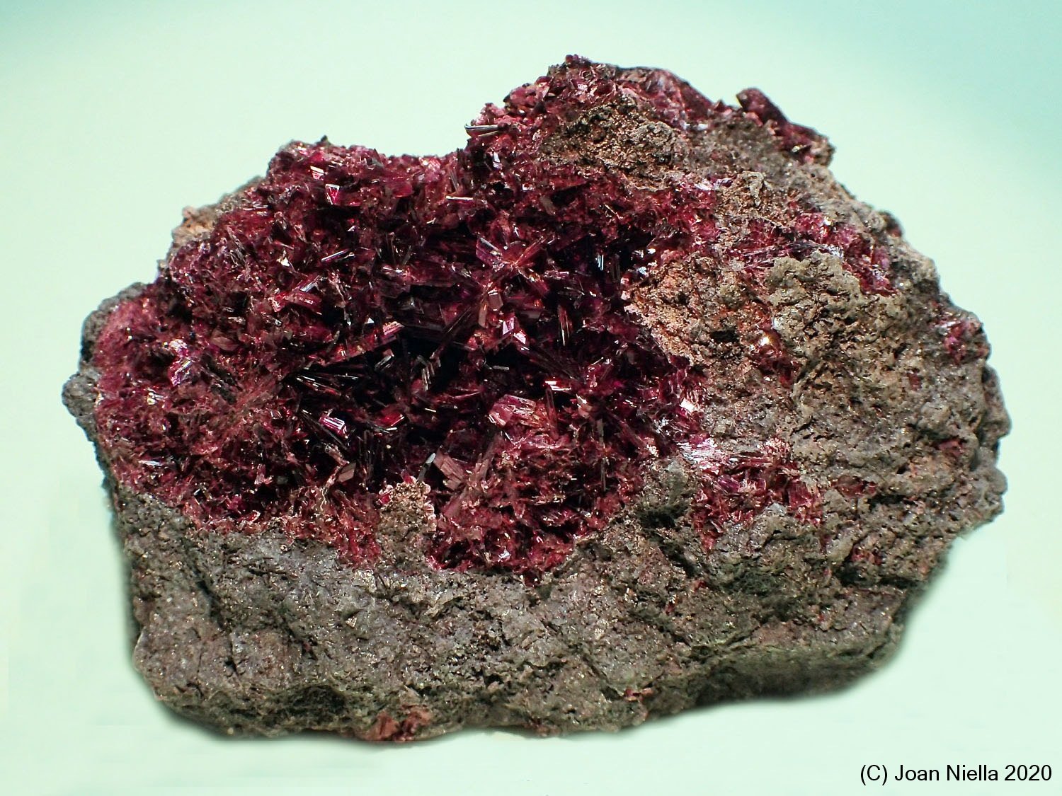 Eritrita (Eritrina)
65x35 mm
(Autor: Joan Niella)