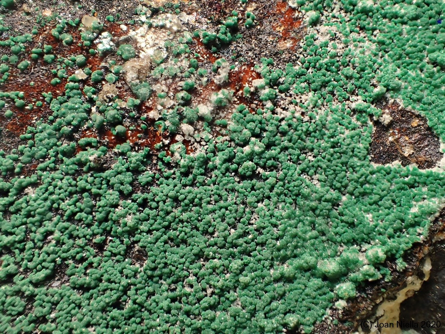 Conichalcita
5 x 4 cm
(Autor: Joan Niella)