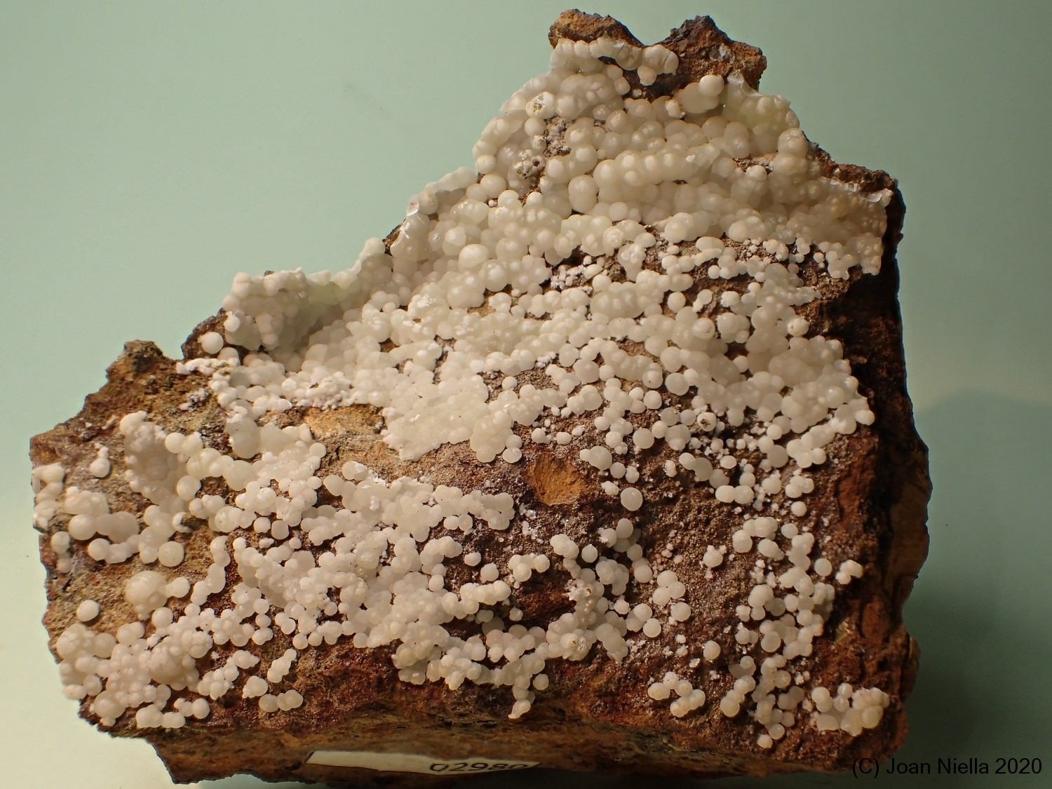 Apatito (Grupo)
7 x 6 cm
(Autor: Joan Niella)