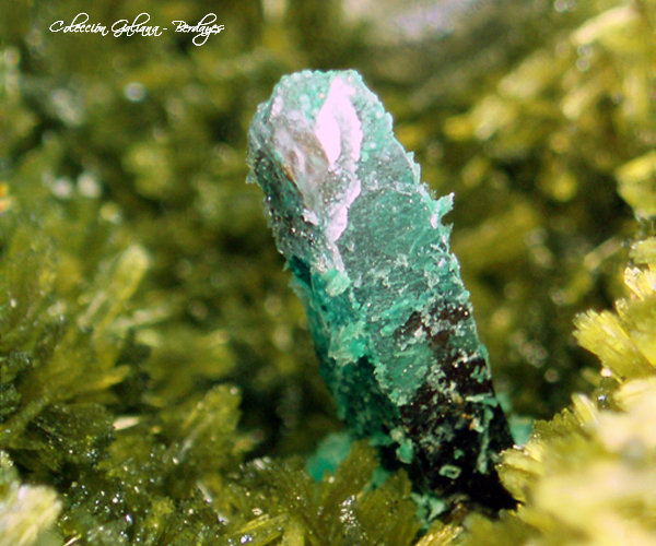 Calcopirita
Tamaño cristal 10 x 3 mm.
(Autor: Rafael Galiana)